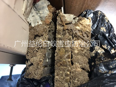 小谷围白蚁巢防治工程