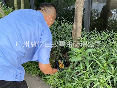 南村园林灭治白蚁工程