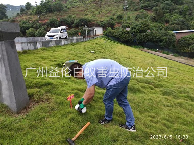 沙湾水利工程红火蚁防治