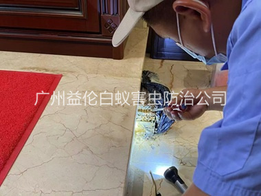 市桥安装诱杀箱监测白蚁工程